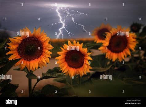 Sunflower And Storm Stock Photo Alamy