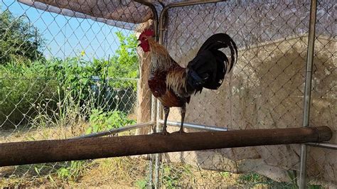 Ayam Ketawa The Laughing Chicken Eggs Available Spring 2022 Npip