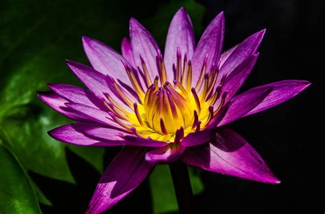 Royalty Free Photo Purple Water Lily Flower In Closeup Photography