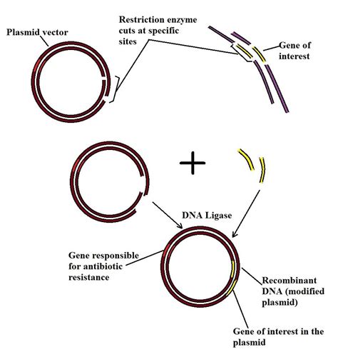 Recombinant DNA Technology Steps Applications And Gene Therapy Dna