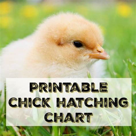 Just Need The Printable Incubation Chart Right Now Here You Go