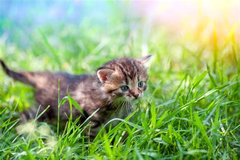 Little Kitten Walks In The Grass Stock Photo Image Of Play Green
