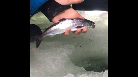 Great Landlock Salmon And Char Fishing In Alaska Youtube