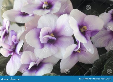 Macro Photography Of African Violet Flowers Of White And Purple Color