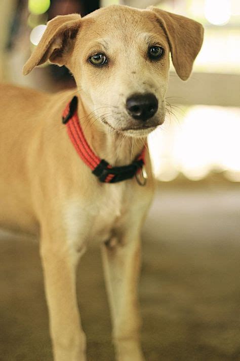 We did not find results for: 15 Aspin ideas | dogs, puppies, street dogs