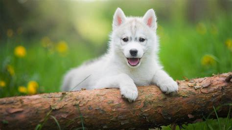 Babies Huskies Dog Wallpapers Wallpaper Cave