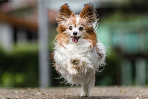 Papillon Adoption And Rescues Plus Quick Tips To Skip The Queue
