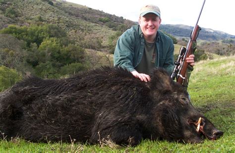 Largest Boar Ever Killed In The Livermore Hills Rich