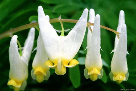 25 Most Amazing And Weird Flowers From Around The World