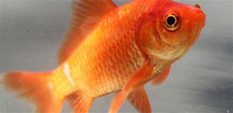 Filecommon Goldfish Wikipedia