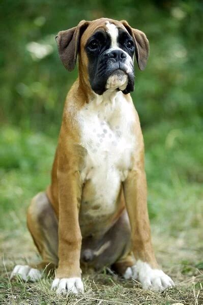 Boxer Dog Sitting Down Available As Framed Prints Photos Wall Art And