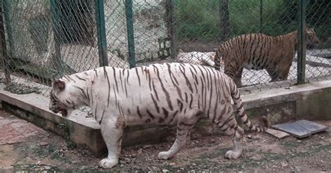 Newly Appointed Zoo Keeper Mauled To Death By Two Tiger Cubs In