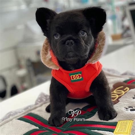 Click here to watch fluffy in action! Baluga Rare Fluffy French Bulldog Puppy - Tiny Paws