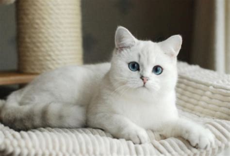 Silver Point British Shorthair Cat American Shorthair Cat British