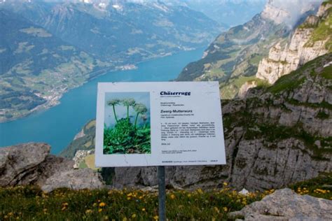 10 Best Summer Wildflower Hikes In The Swiss Alps