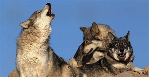 Why Do Wolves Howl Learn About Nature