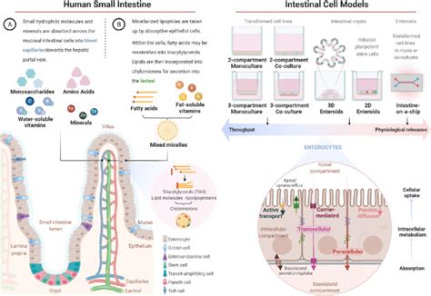 Intestinal Uptake Metabolism And Absorption Of Nutrients In Vivo And