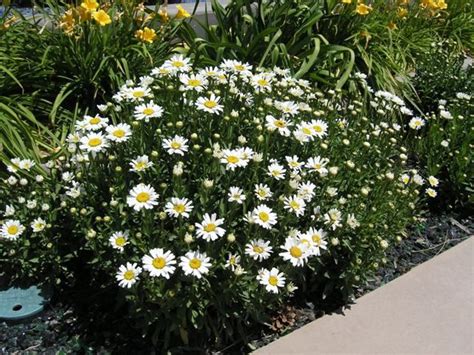 Snowcap Shasta Daisy Backyard Plants Plants Clematis Plants