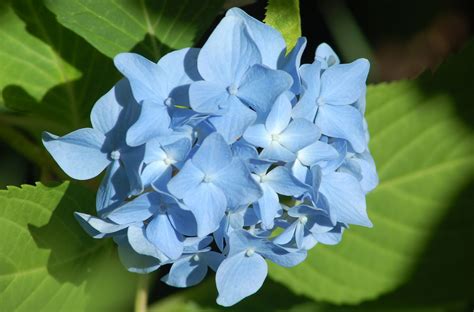 Nikko Blue Hydrangea Bushes Pruning Growing Tips