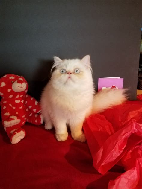 We are reputable white persian kitten and cat breeder. Himalayan Persian Cats For Sale | San Diego, CA #261288