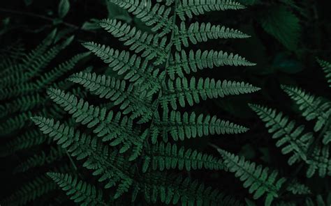 Download Wallpaper 3840x2400 Fern Leaves Green Carved Plant 4k