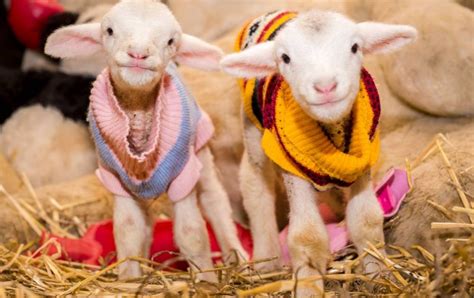 Rescue Lambs At Edgars Mission Wear Christmas Jumpers In Cute Photos