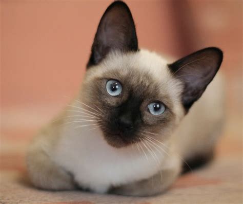 Siamese Cat Fun Facts For Kids