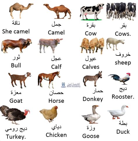 Animals In Gulf Arabic Gulf Arabic Amin Academy أكاديمية أمين