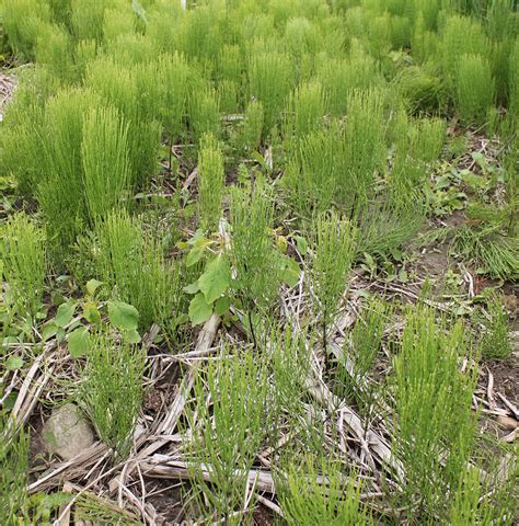 Field Horsetail Weed Identification Guide For Ontario Crops Ontarioca
