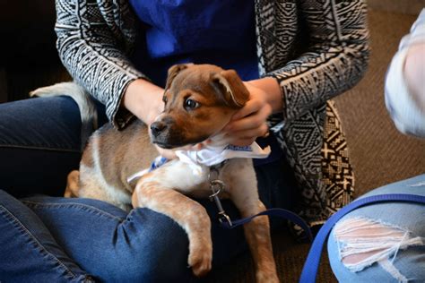Puppies Invade Sfu To De Stress Students Ahead Of Exams Photos News