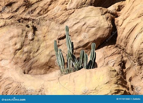 Cactus In Desert Stock Photo Image Of Bloom Grow Botanic 91101368