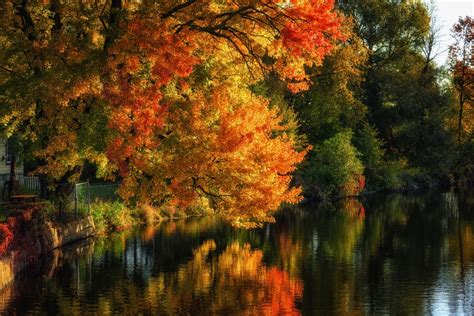 Autumn Trees Along The Lake