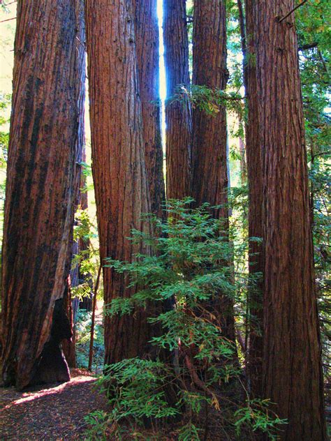 Big Sur Pfeiffer Redwoods Big Sur My Travel Redwood