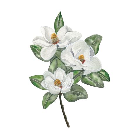 Magnolia Flowers Watercolor Art Print — Miller Me