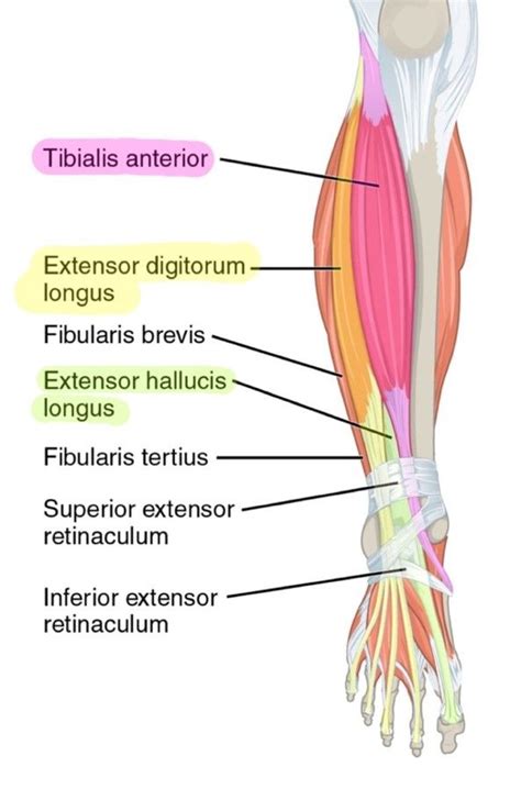 6 Muscles Of The Lower Leg Simplemed Learning Medicine Simplified