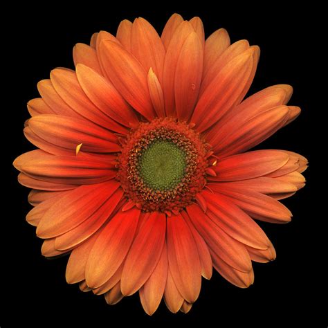 Orange Gerbera Daisy By Marlene Ford