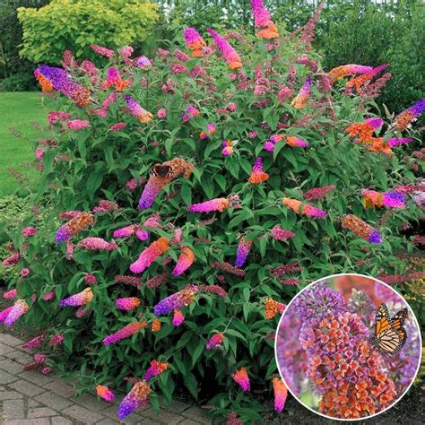Butterfly Bush Flower Power Healthy Mixed Colour Buddleja Shrub