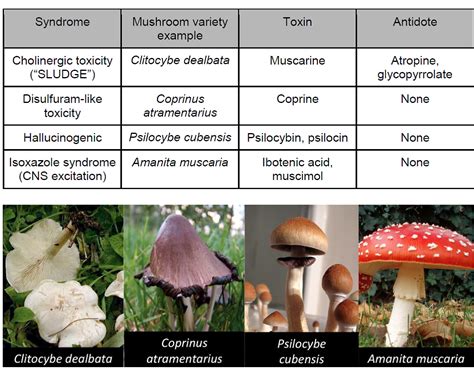 Emergency Medicine Educationtox Cards Mushrooms Emdocs