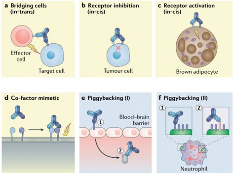 Overview Of Bispecific Antibody Drug Technology Part I Creative