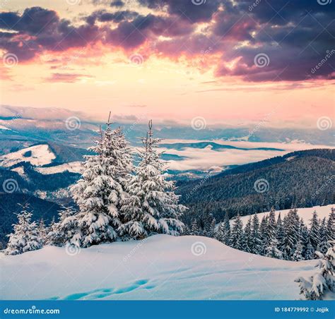 Snowy Fir Forest In Carpathian Mountains Dramatic Winter Sunrise In