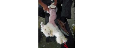 Chinese Farms Torture Live Angora Rabbits For Fur I24news See Beyond