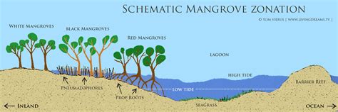 Mangrove Mangrove Forest Ecosystems