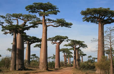 The Baobab A Malagasy Tree Voyage Tourisme Madagascar