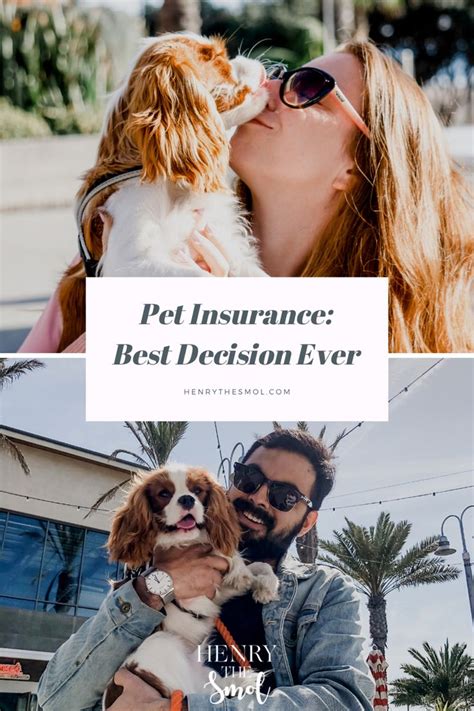 Pet Insurance: BEST decision ever! in 2020 | Pet insurance ...