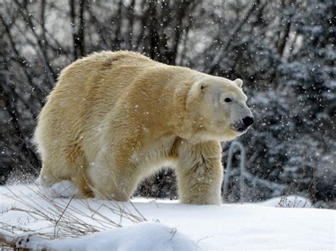 Female Polar Bear At Detroit Zoo Killed By Male Polar Bear During Breeding