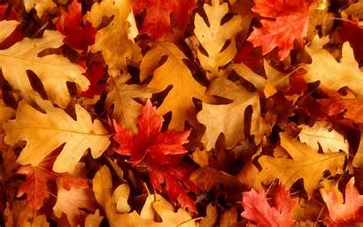 Leaves Autumn Wallpapers Desktop Beckground Fall Backgrounds
