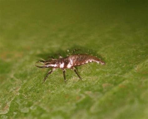 Centipede Like Bug Chrysoperla Rufilabris Bugguidenet
