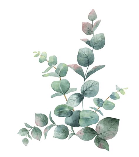 Free Eucalyptus Clipart Png Clipart World