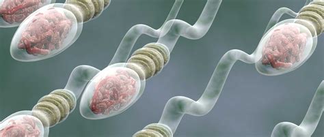 Sperm Production Process Or Spermatogenesis