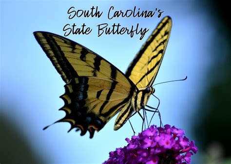 State Butterfly Of South Carolina Lesson The Eastern Tiger Swallowtail